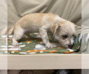 Cairn Terrier-Unknown Mix Dogs for adoption in Modesto, CA, USA