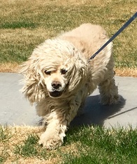 Cocker Spaniel Dogs for adoption in Red Lodge, MT, USA