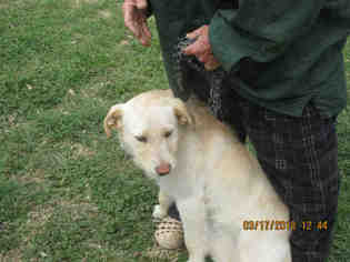 Border Terrier Dogs for adoption in Oklahoma City, OK, USA