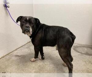 Bulloxer Dogs for adoption in Rosenberg, TX, USA