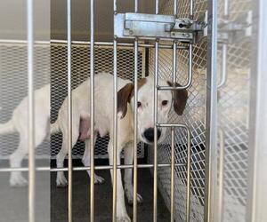 Labrador Retriever Dogs for adoption in Bakersfield, CA, USA