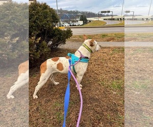 Red Heeler-Unknown Mix Dogs for adoption in Uwchlan, PA, USA