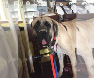 Mastiff Dogs for adoption in McMinnville, OR, USA