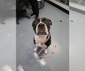 American Bulldog Dogs for adoption in London, Ontario, Canada