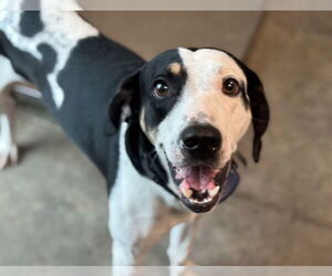 Pointer-Unknown Mix Dogs for adoption in Tavares, FL, USA