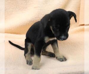 Mutt Dogs for adoption in Thief River Falls, MN, USA