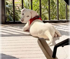 Labrador Retriever-Unknown Mix Dogs for adoption in Royal Palm Beach, FL, USA