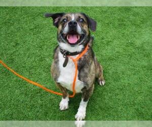 Bogle Dogs for adoption in Orange, CA, USA
