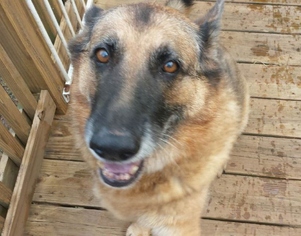 German Shepherd Dog Dogs for adoption in Asheville, NC, USA