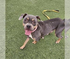 American Pit Bull Terrier-Unknown Mix Dogs for adoption in Las Vegas, NV, USA