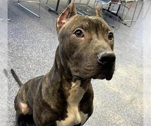 Mutt Dogs for adoption in Anchorage, AK, USA