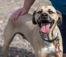 Rhodesian Ridgeback-Unknown Mix Dogs for adoption in Fort Collins, CO, USA