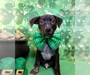 Australian Shepherd-Pointer Mix Dogs for adoption in Hillsboro, MO, USA