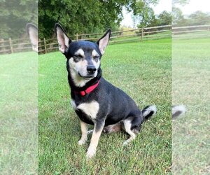 Chipin Dogs for adoption in Ripley, WV, USA