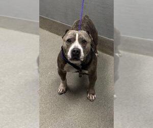 American Pit Bull Terrier-Unknown Mix Dogs for adoption in Las Vegas, NV, USA