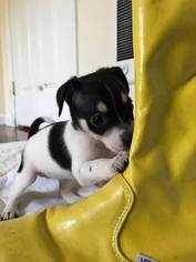 Medium Photo #1 Rat Terrier-Unknown Mix Puppy For Sale in Arlington, WA, USA