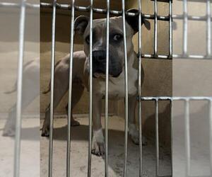 American Staffordshire Terrier-Unknown Mix Dogs for adoption in Oklahoma City, OK, USA
