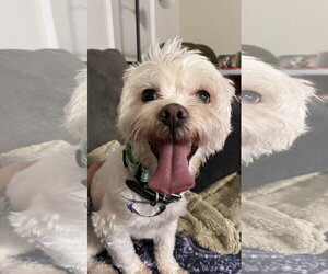 Maltipoo (Miniature) Dogs for adoption in New London, WI, USA