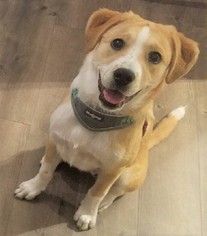 Beagi Dogs for adoption in Mukwonago, WI, USA