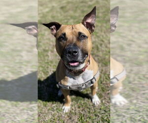 Boxer-Unknown Mix Dogs for adoption in Virginia Beach, VA, USA