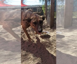Dutch Shepherd -Unknown Mix Dogs for adoption in El Cajon, CA, USA