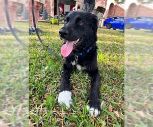 Border Collie-Unknown Mix Dogs for adoption in Katy, TX, USA