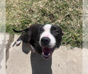 American Staffordshire Terrier-Unknown Mix Dogs for adoption in Grand Prairie, TX, USA