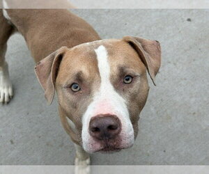 Mutt Dogs for adoption in Tulsa, OK, USA