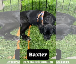 Chihuahua-Spaniel Mix Dogs for adoption in Lake Elsinore, CA, USA