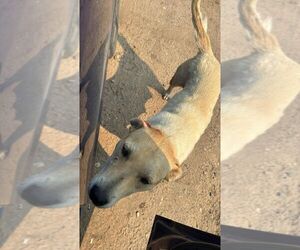 Mutt Dogs for adoption in Calgary, Alberta, Canada