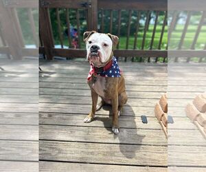 Mutt Dogs for adoption in Shelburne, VT, USA
