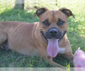 Boxer Dogs for adoption in Texas City, TX, USA
