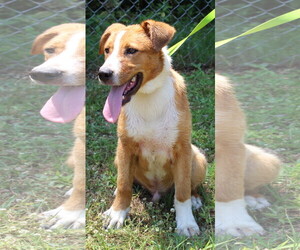Boxador Dogs for adoption in Prattville, AL, USA