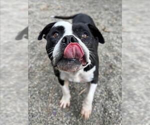 Mutt Dogs for adoption in Woodland, CA, USA