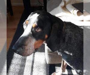 Bluetick Coonhound Dogs for adoption in Concord, NC, USA