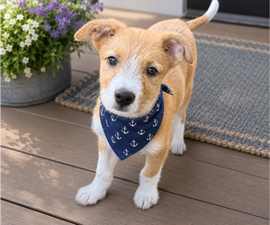 Mutt Dogs for adoption in Phoenix, AZ, USA