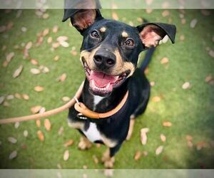 Doberman Pinscher-Miniature Pinscher Mix Dogs for adoption in Orlando, FL, USA