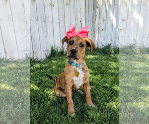 Plott Hound-Unknown Mix Dogs for adoption in Sandy, UT, USA