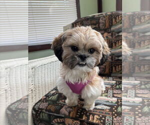 Shih Tzu Dogs for adoption in St. Louis Park, MN, USA