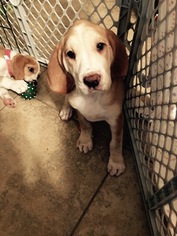 American Foxhound Dogs for adoption in Sanford, FL, USA
