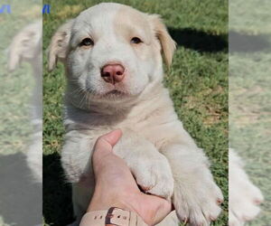 Golden Labrador Dogs for adoption in Grafton, WI, USA