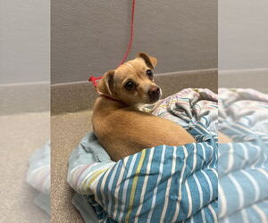 Chihuahua-Unknown Mix Dogs for adoption in Las Vegas, NV, USA