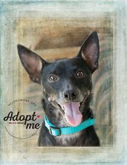 Rat Terrier Dogs for adoption in Belton, MO, USA