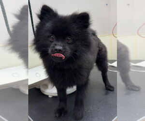 Pomeranian Dogs for adoption in Great Bend, KS, USA