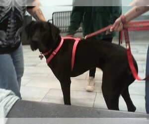 Great Dane Dogs for adoption in Charlotte, NC, USA