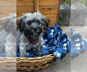 Havanese Dogs for adoption in Sioux Falls, SD, USA