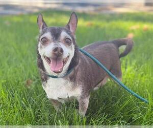 Chihuahua Dogs for adoption in Martinez, CA, USA