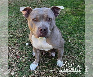 American Pit Bull Terrier Dogs for adoption in Irvine, CA, USA