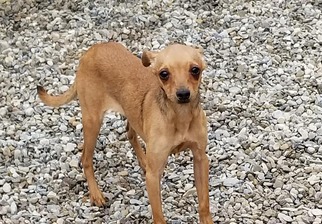 Italian Greyhuahua Dogs for adoption in toms river, NJ, USA