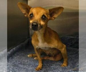 Chihuahua-Unknown Mix Dogs for adoption in San Antonio, TX, USA